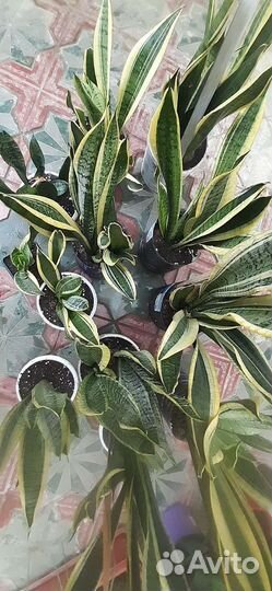Сансивиерии разные сорта