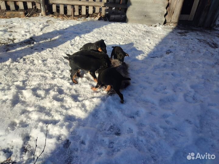 Щенки ягдтерьера