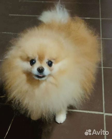 Миниатюрные женихи разных пород на вязку