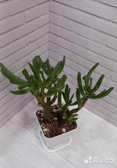 Крассула хоббит