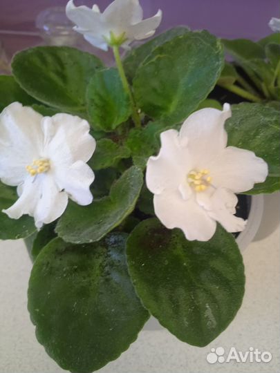 Фиалки 2 шт цветут