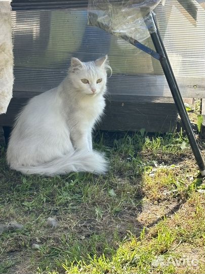 Кошка беременная бесплатно