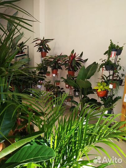 Цветы комнатные огромный выбор
