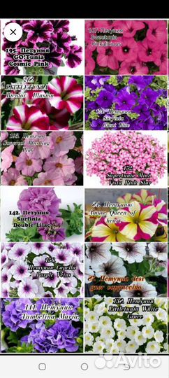 Петуния вегетативная