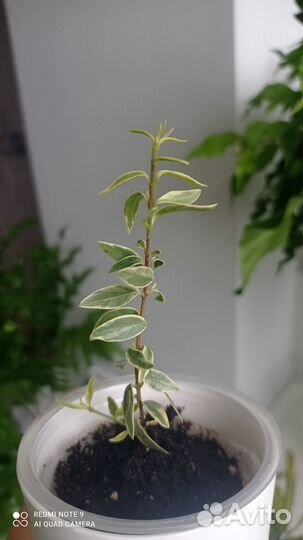 Мирт вариегатный