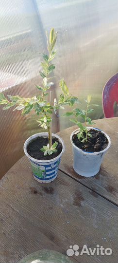 Ива шаровидная