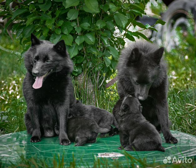 Вязка собак. Инструктор
