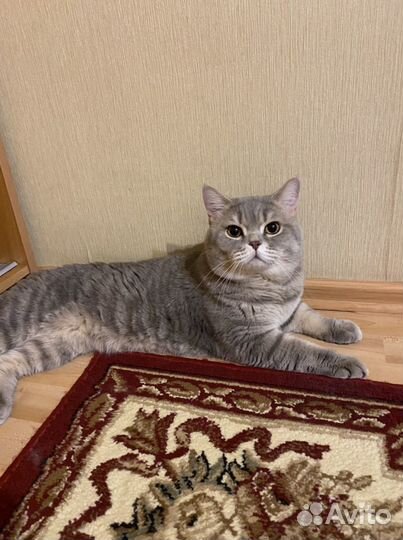 Вязка с Шотландским котом