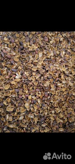 Скорлупа кедрового ореха