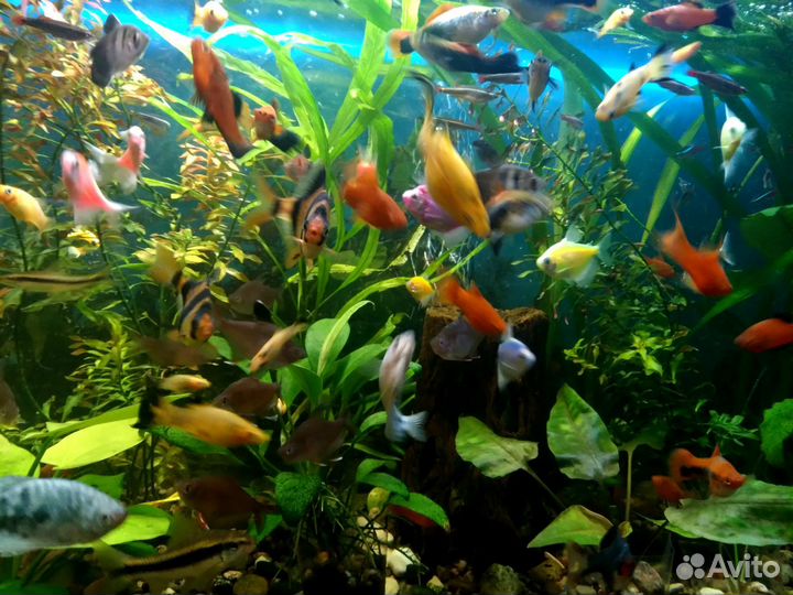 Аквариумные рыбки Неоны Барбусы Тернеции Гурами