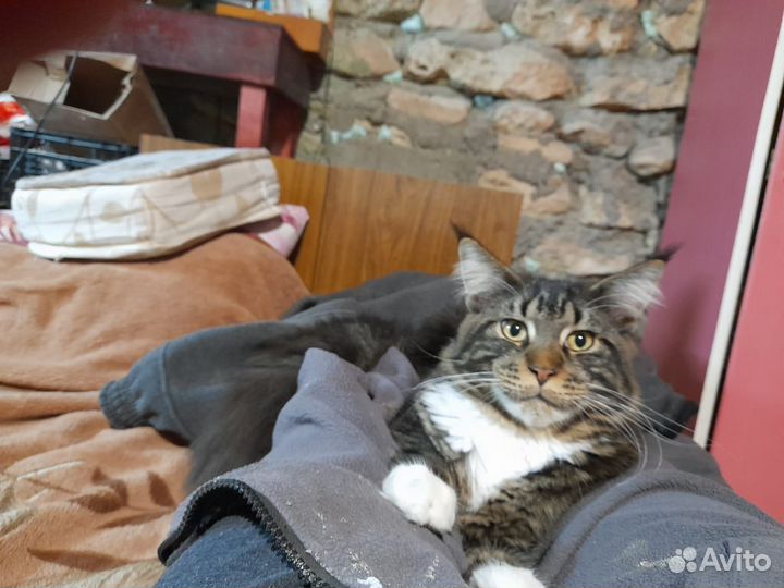 Кот мейн-кун вязка