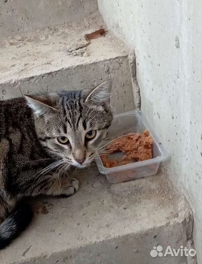 Котик Шипучка в добрые руки