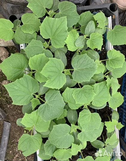 Рассада овощей и цветов