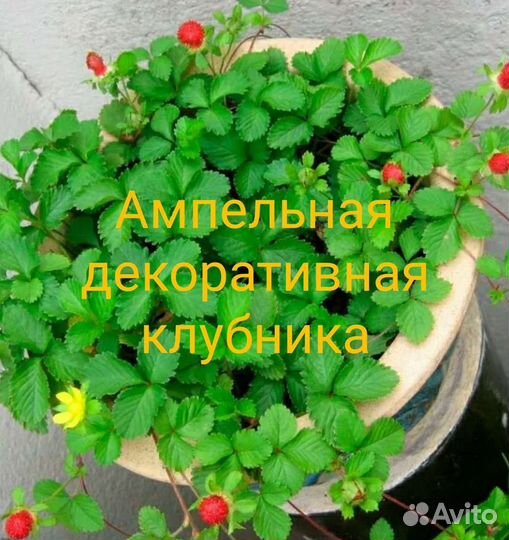 Ампельные декоративные растения