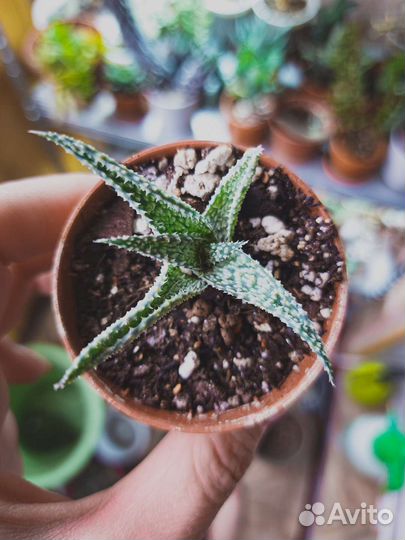 Алое Раухи 'Snow flake'