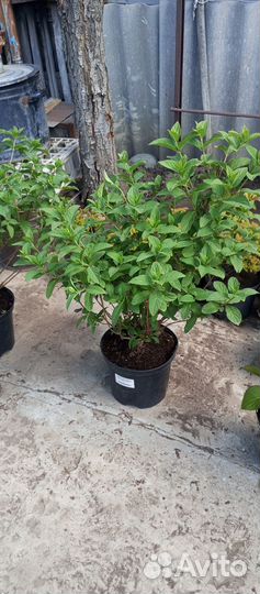 Гортензии только сегодня