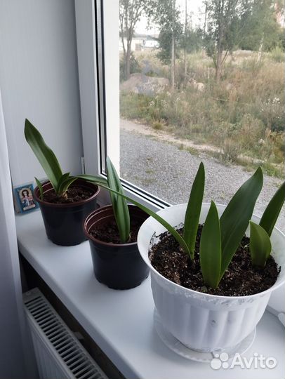 Амариллис ростки