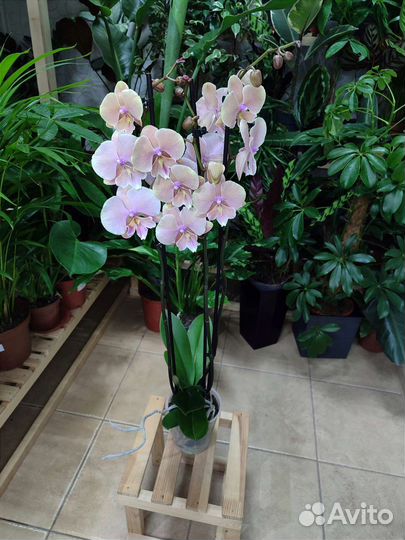 Орхидея фаленопсис Осенний ветер