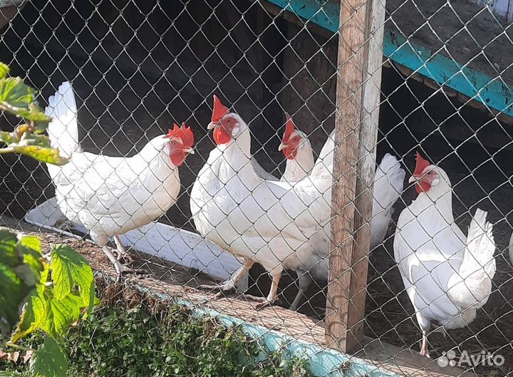 Куры несушки