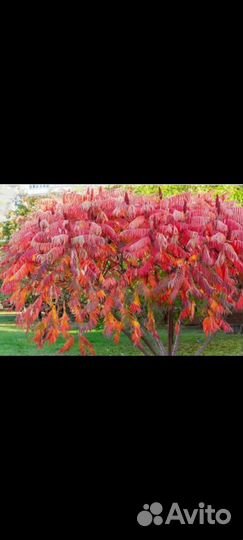 Саженцы сумах