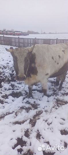 Телки на мясо