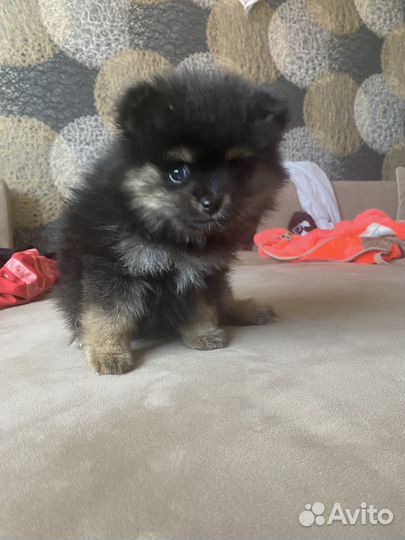 Шпиц померанский