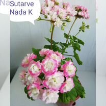 Пеларгония Sutarve Nadya K, Brookside Rose