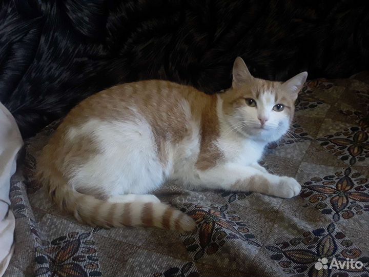 Отдам бесплатно кота