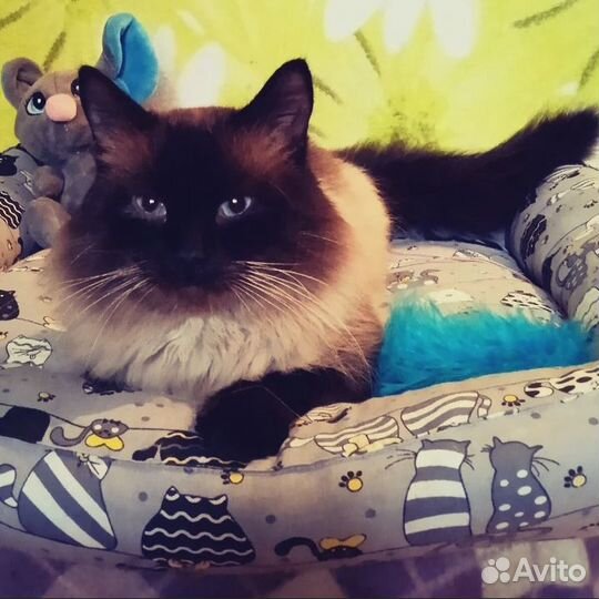 Кот в добрые руки