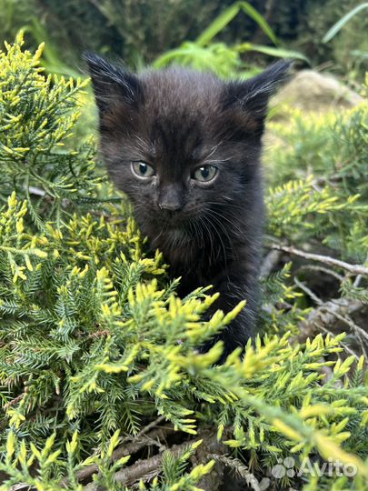 Котенок ищет семью