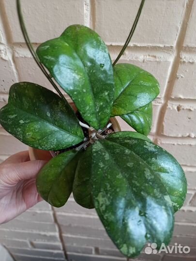 Рангсан, Дейкей сплеш, Еллоу, Кенеджиана, Белла