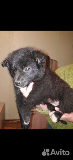 Щенки приученные жить в вольере в дар