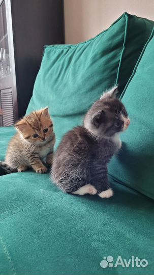 Котята 1.5 месяца