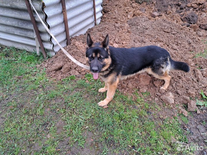 Немецкая овчарка