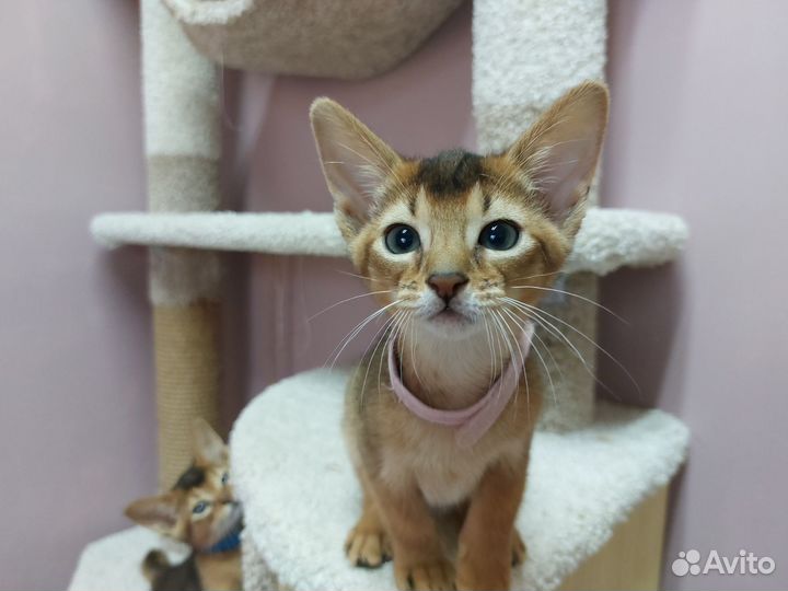 Абиссинские котята