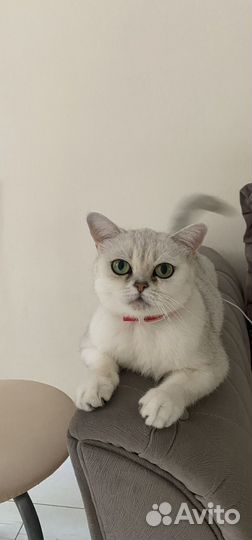 Кошка фолдекс