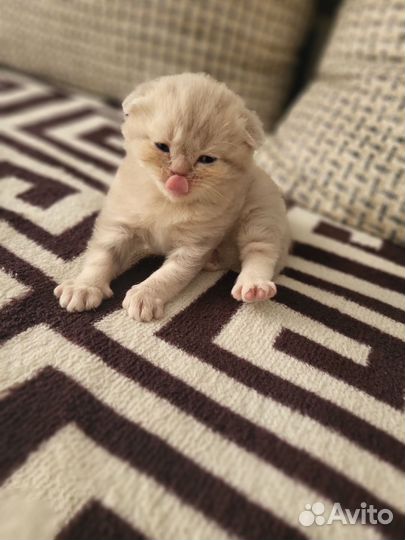 Британские вислоухие котята