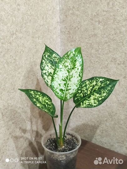 Аглаонема Diamond First
