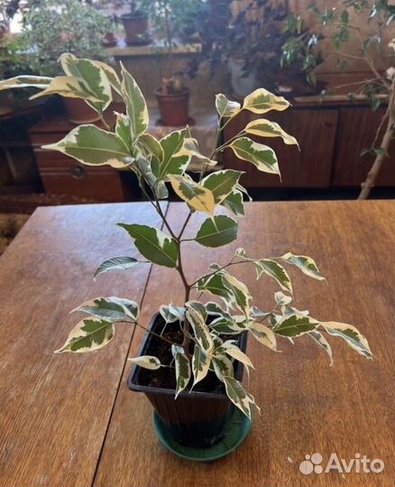 Фикус бенджамина