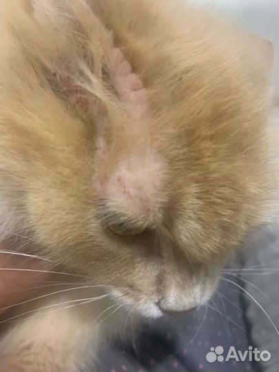 Ветеринарный врач