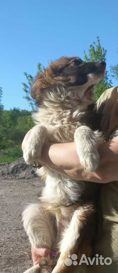 Щенок мальчик