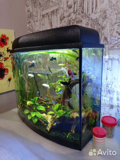 Аквариум
