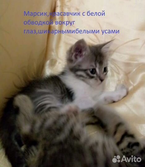 Котята от тайской кошки