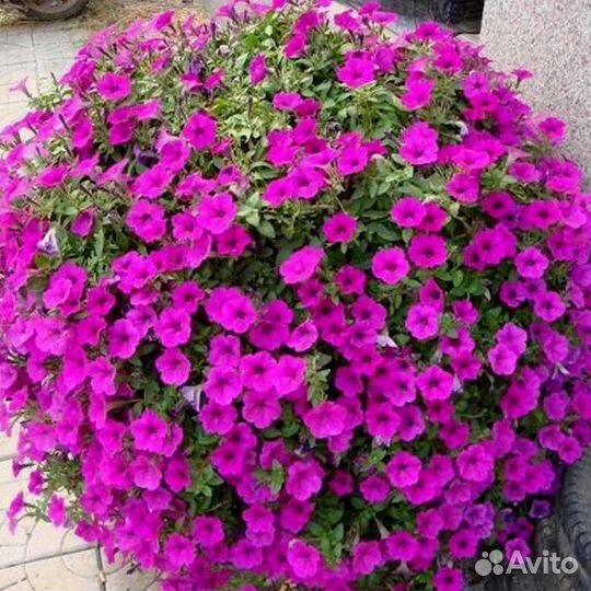 Лучшие сорта каскадных и ампельных петуний