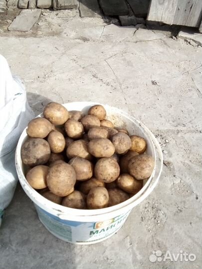 Отборный картофель на еду и семена сантэ