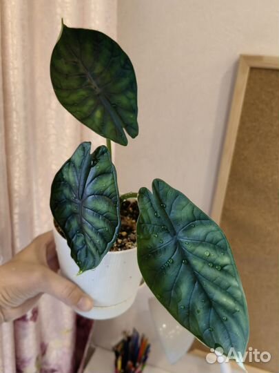 Алоказия шкура дракона