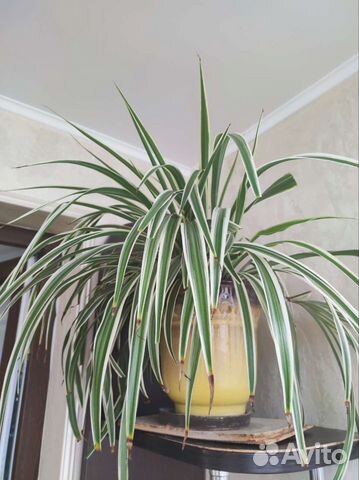 Хлорофитум