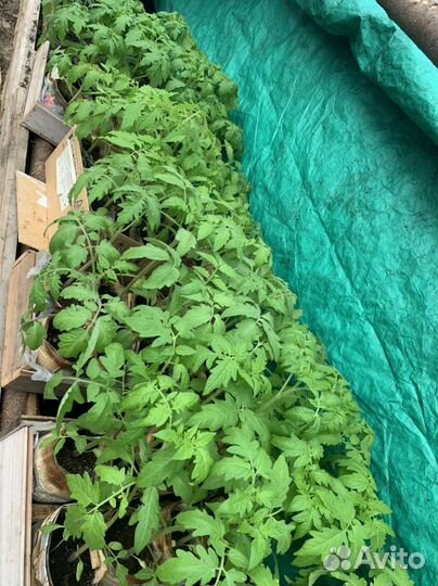 Рассада томатов, перцев