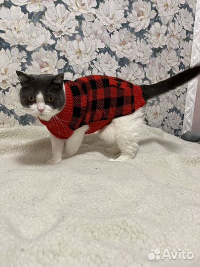 Одежда для кошек и собак