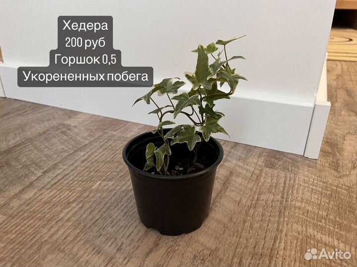 Домашние растения: хедера, каллизия